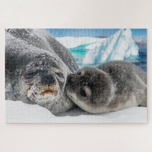 arctic seals puzzle 