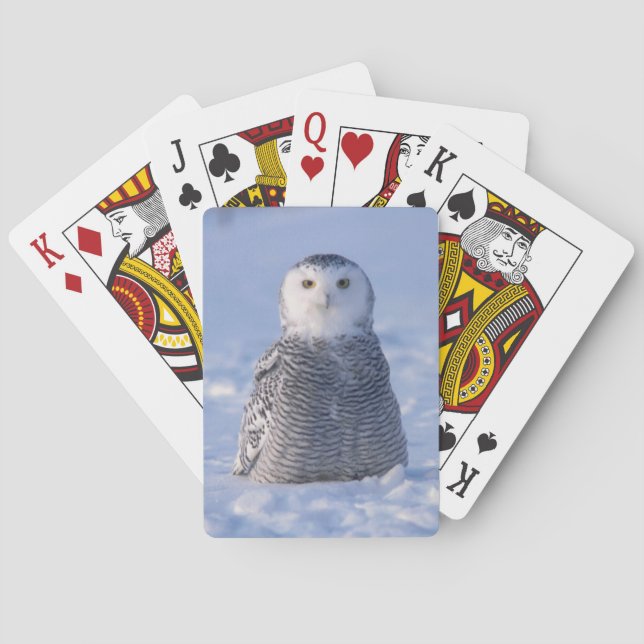 Arctic Snowy Owl Alaska Winter Scene Playing Card (Back)