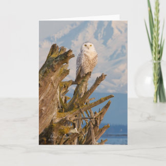 Arctic Snowy Owl, beach drift wood and mountain. Holiday Card