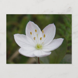 Arctic Starflower, Trientalis europaea Postcard