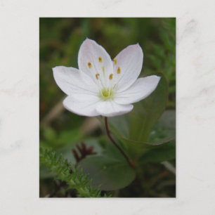 Arctic Starflower, Unalaska Island Postcard