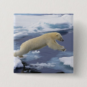 Arctic, Svalbard, Polar Bear extending 15 Cm Square Badge
