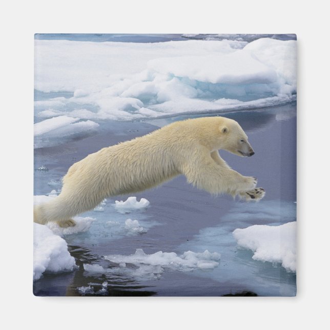 Arctic, Svalbard, Polar Bear extending Magnet (Front)