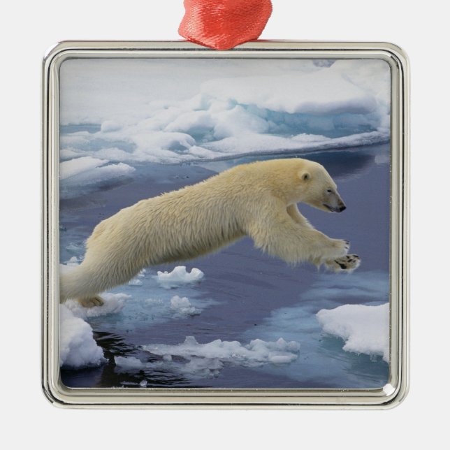 Arctic, Svalbard, Polar Bear extending Metal Tree Decoration (Front)