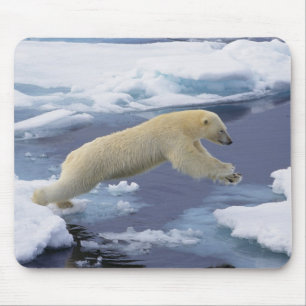 Arctic, Svalbard, Polar Bear extending Mouse Pad