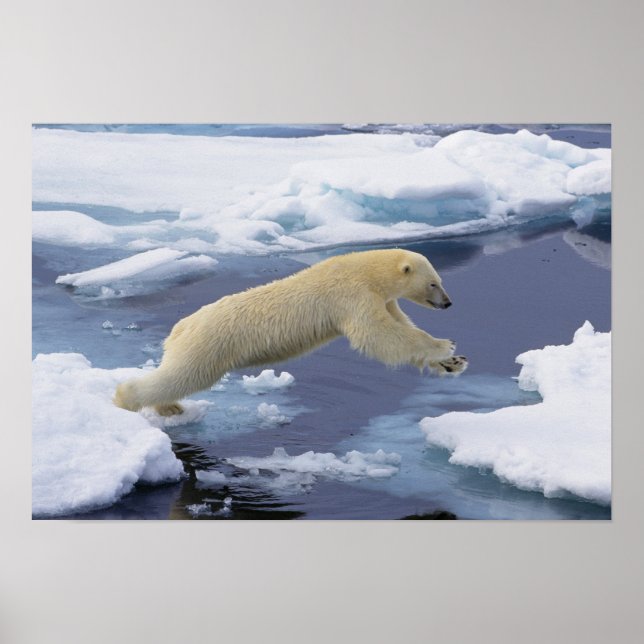 Arctic, Svalbard, Polar Bear extending Poster (Front)
