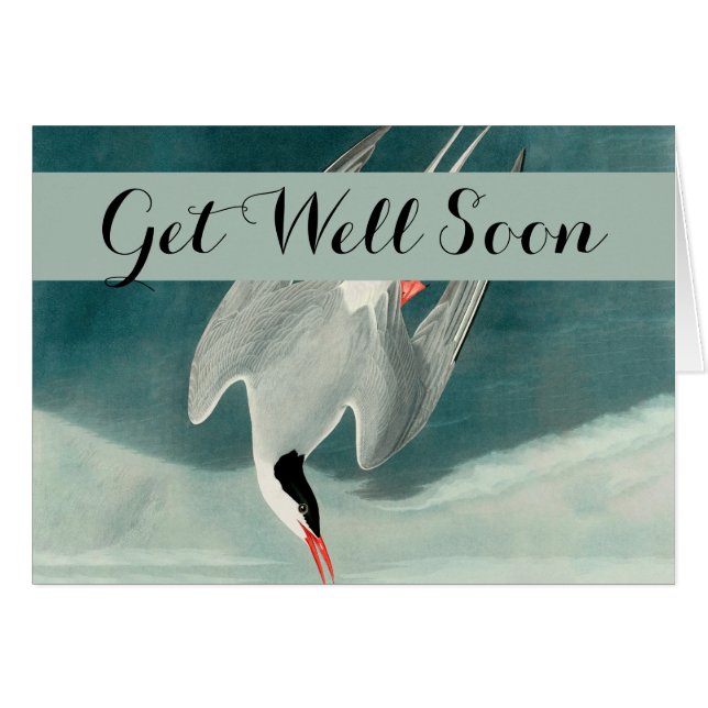 Arctic Tern Audubon Bird Wildlife Painting (Front Horizontal)