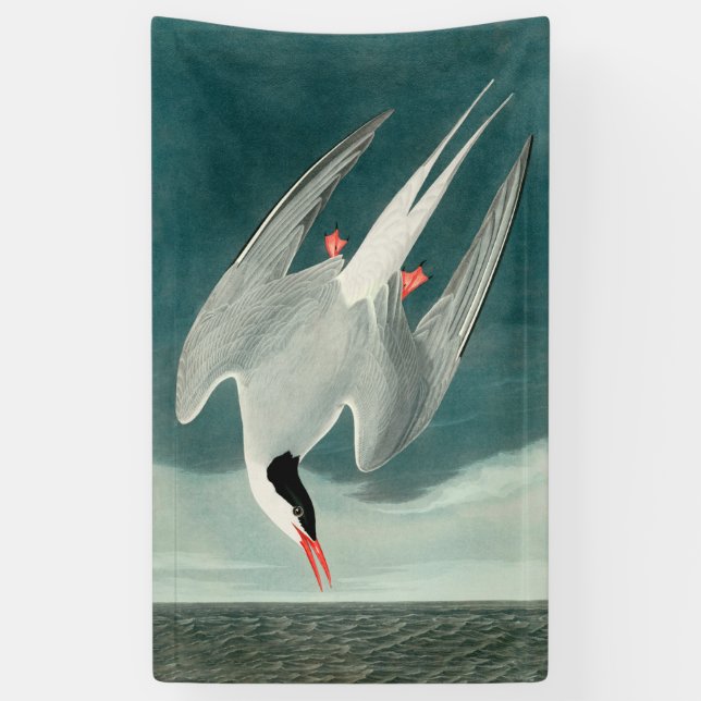 Arctic Tern Audubon Bird Wildlife Painting Banner (Vertical)