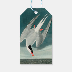 Arctic Tern Audubon Bird Wildlife Painting Gift Tags