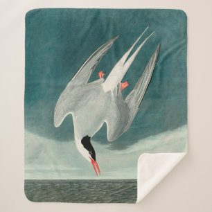 Arctic Tern Audubon Bird Wildlife Painting Sherpa Blanket