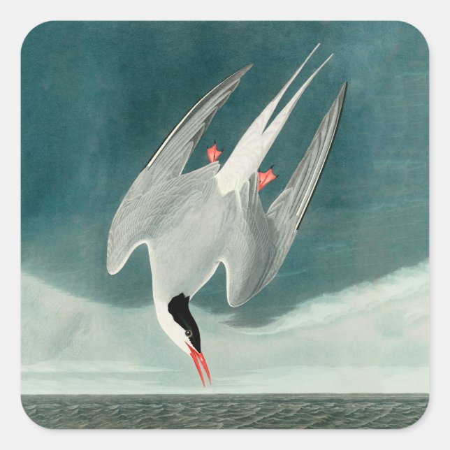 Arctic Tern Audubon Bird Wildlife Painting Square Sticker (Front)