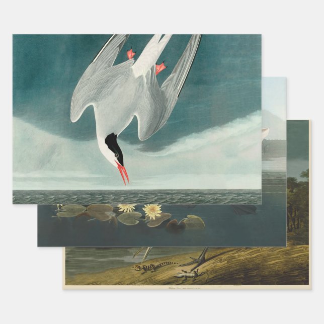 Arctic Tern Audubon Bird Wildlife Painting Wrapping Paper Sheet (Set)