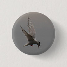 Arctic Tern Badge