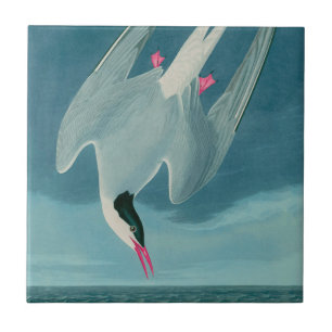 Arctic Tern Birds of America Audubon Print Ceramic Tile