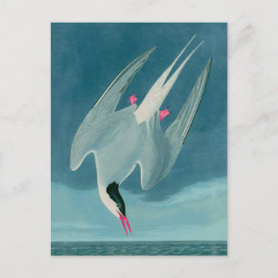 Arctic Tern Birds of America Audubon Print Holiday Postcard