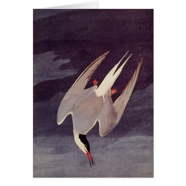 Arctic Tern by John James Audubon, Vintage Birds (Front)