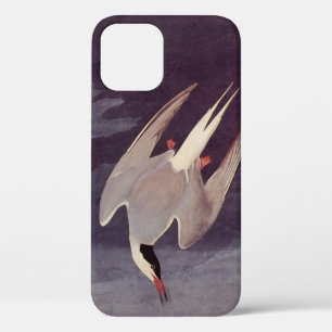 Arctic Tern by John James Audubon, Vintage Birds iPhone 12 Case