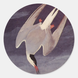 Arctic Tern by John James Audubon, Vintage Birds Classic Round Sticker