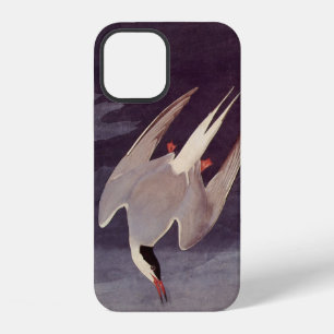 Arctic Tern by John James Audubon, Vintage Birds iPhone Case