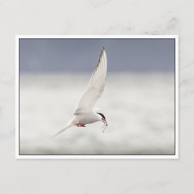 Arctic Tern Postcard (Front)