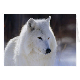 Arctic White Wolf Blank Card