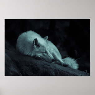 Arctic (White) Wolf Poster