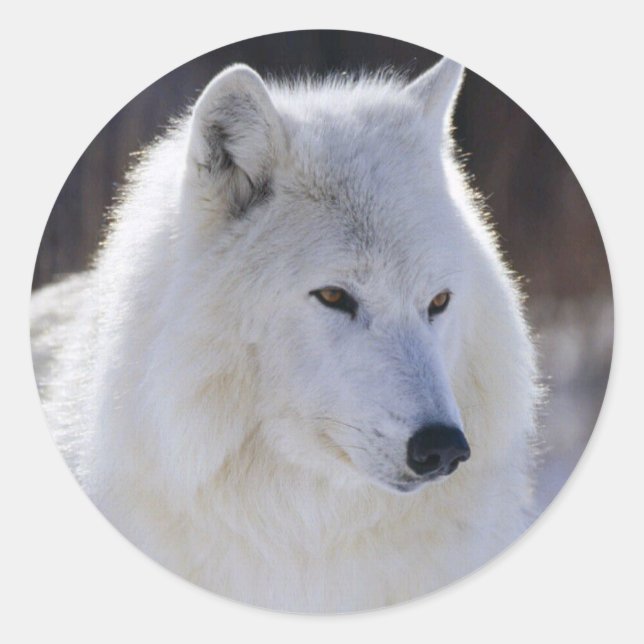 Arctic White Wolf Stickers (Front)