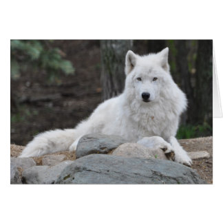 Arctic Wolf