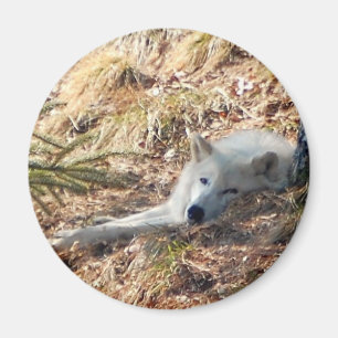 Arctic Wolf #2 Magnet