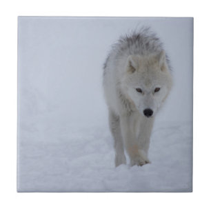 Arctic wolf ceramic tile