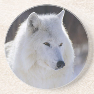 Arctic Wolf Coasters