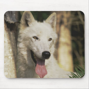 Arctic wolf in forest mouse pad
