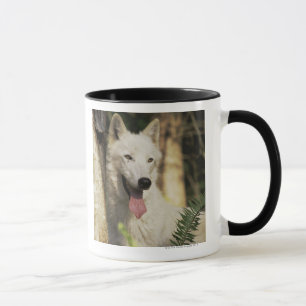 Arctic wolf in forest mug
