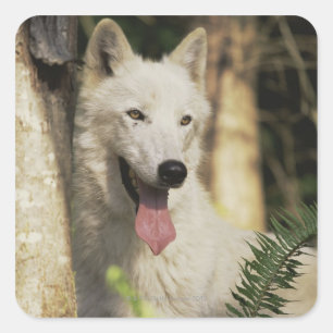 Arctic wolf in forest square sticker