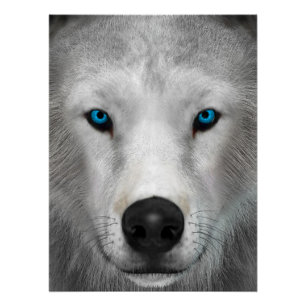 Arctic Wolf Poster