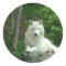 Arctic Wolf Sticker