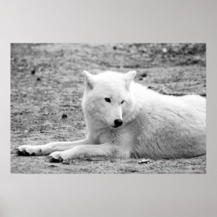 Arctic wolf - white wolf poster