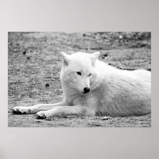 Arctic wolf - white wolf poster (Front)