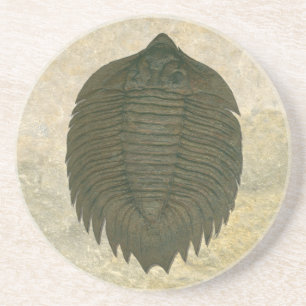 Arctinrus Boltoni Fossil Trilobite Coaster