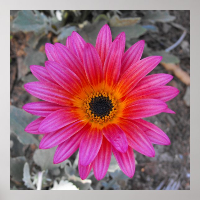 Arctotis - African Daisy Poster (Front)