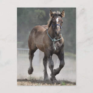 Ardennes foal postcard