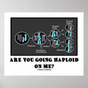 Are You Going Haploid On Me? (Meiosis Humour) Poster
