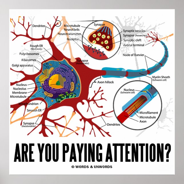 Are You Paying Attention? (Neuron / Synapse) Poster (Front)