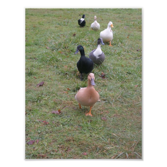 Are Your Ducks in a Row? Photo Print (Front)