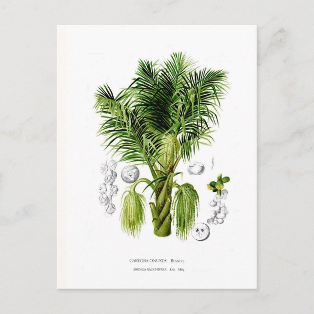 Arenga sacchifera postcard (Front)