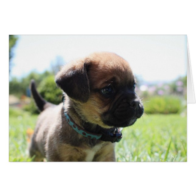 Aren't I cute (Front Horizontal)