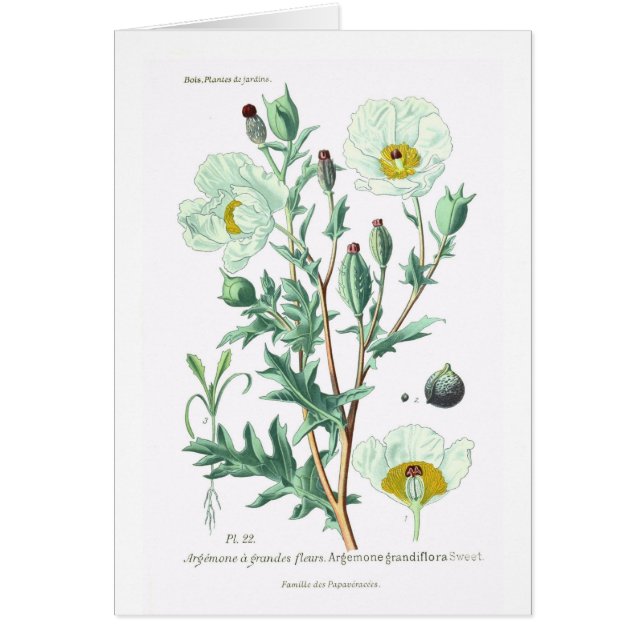 Argemone grandiflora (Front)