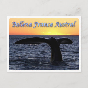 Argentina - Ballena franca austral - Postcard