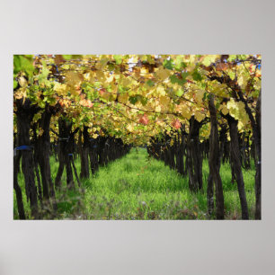 Argentina, Mendoza, Row Of Grape In Vineyard Poster