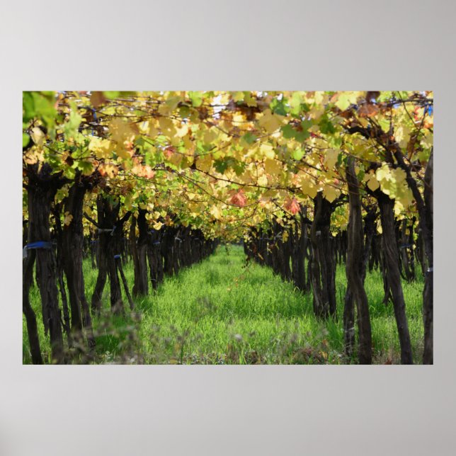Argentina, Mendoza, Row Of Grape In Vineyard Poster (Front)